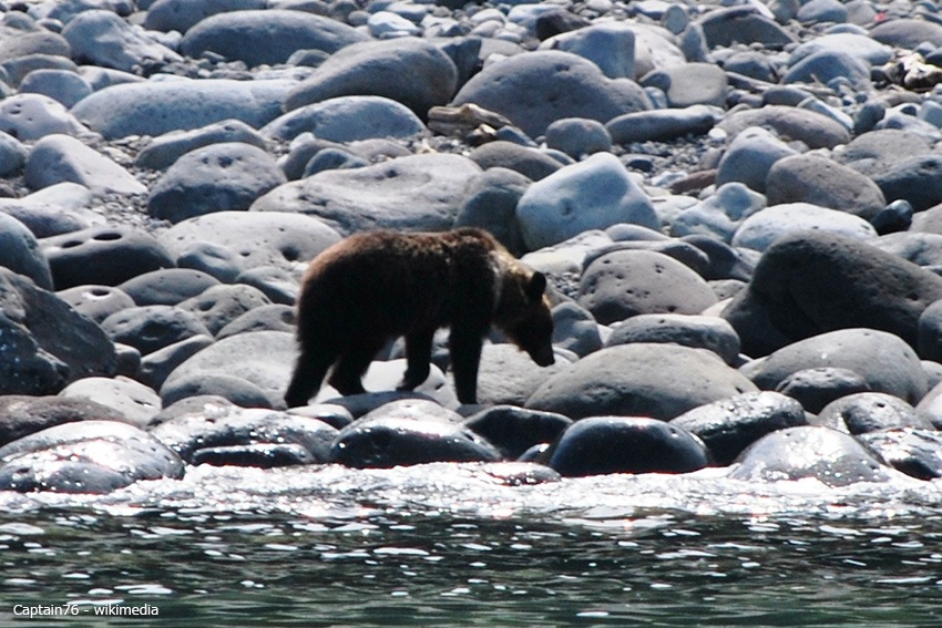 Ein Braunbär im Shiretoko Nationalpark