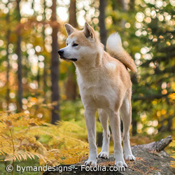 Akita Inu