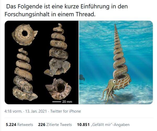ammonit-yezoceras-elegans