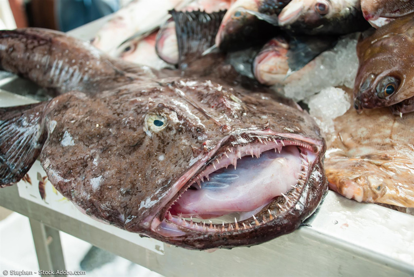 Anglerfisch mit offenem Maul auf dem Tisch eines Fischhändlers