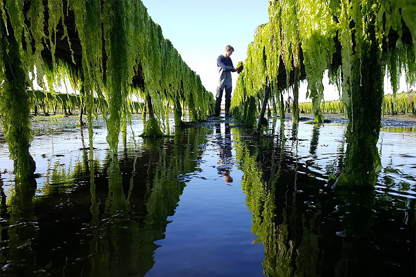 Aonori – Seetang Algen gesund