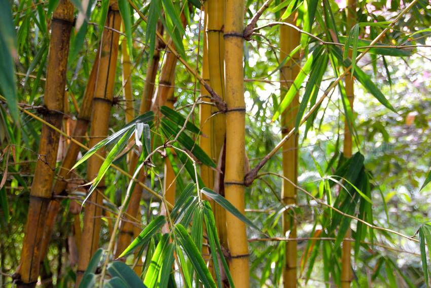 Bambus Stangen in der Natur