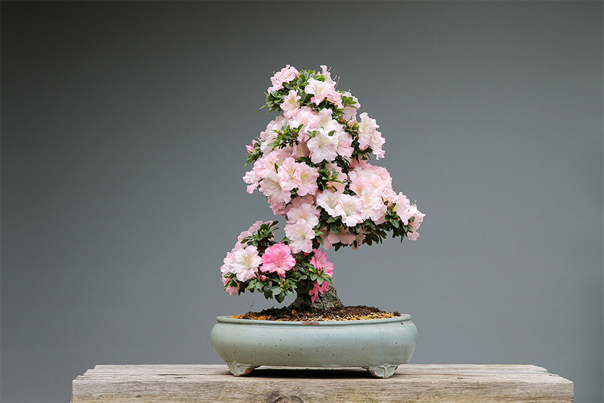 Bonsai Anleitung – Azalee Bonsai Pflanze