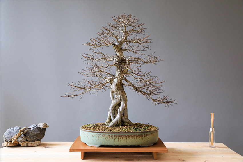 Bonsai Pflanzen für Anfänger – Chinesische Ulme