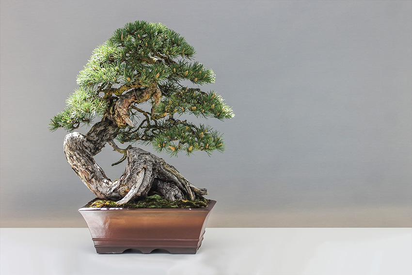 Bonsai für Anfänger - Mädchenkiefer