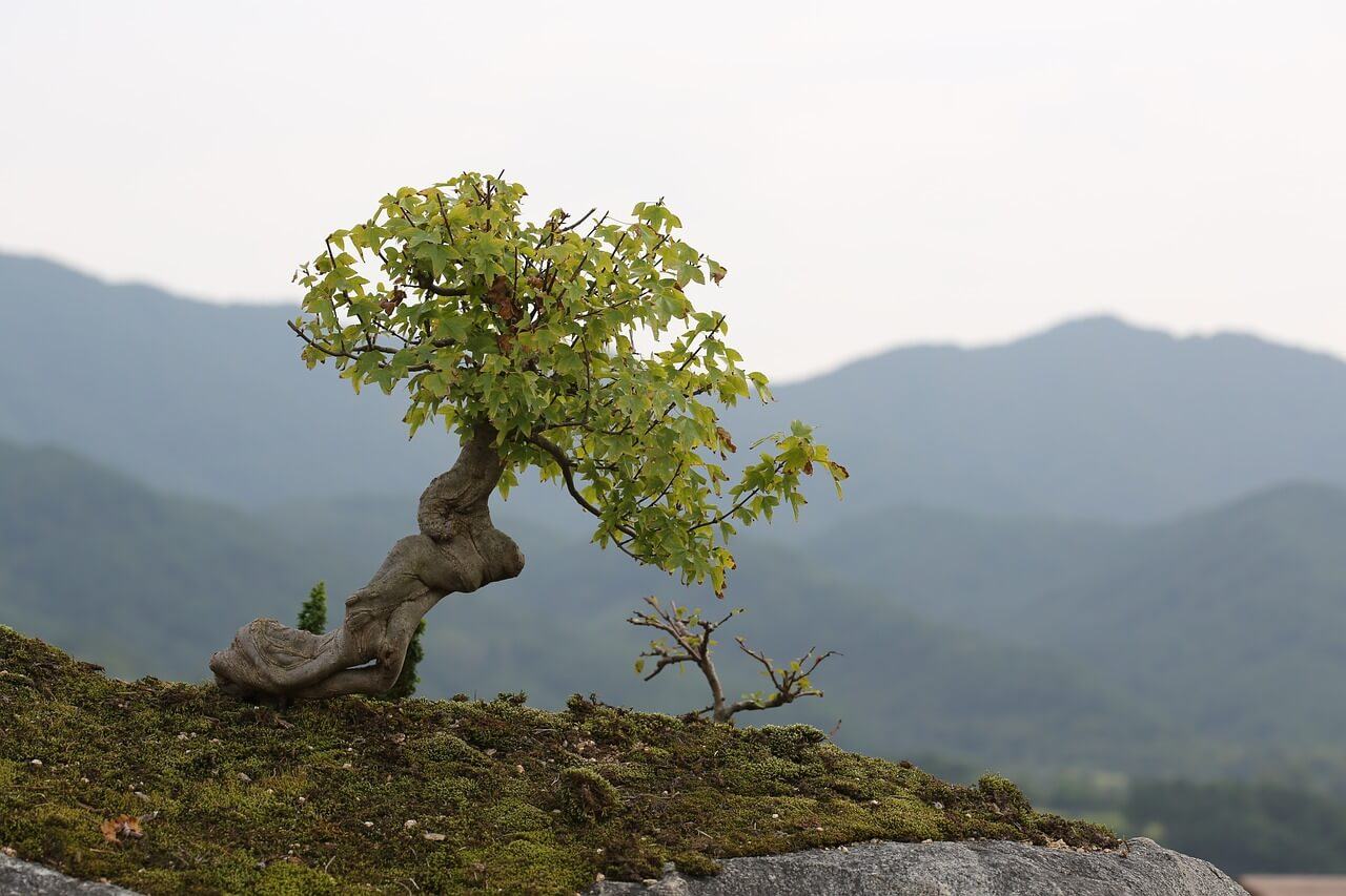 bonsai-natur