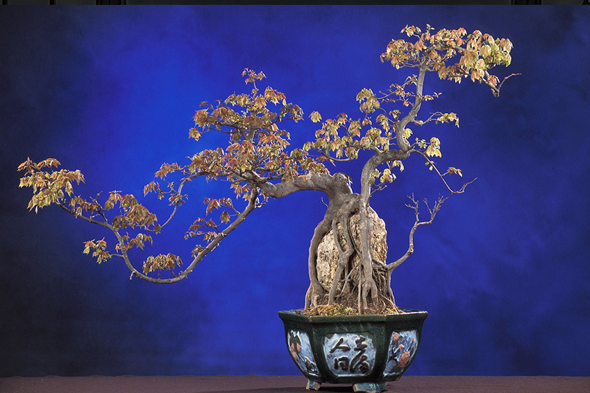 Bonsai Arten – japanischer Ahorn