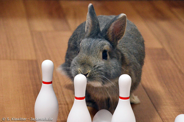 Niedliche Häschen, ein bisschen Spielzeug und Salat: Bunny-Cafés verbreiten sich immer mehr in Japan. Oft wird nach Minuten bezahlt.