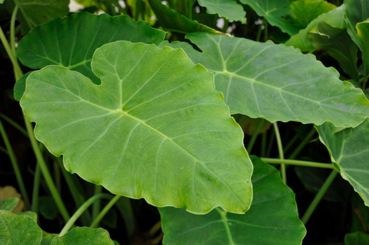 Blatt der Pflanze Colocasia Gigantea