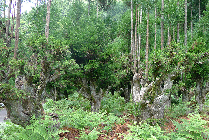  Daisugi Bäume in Japan 