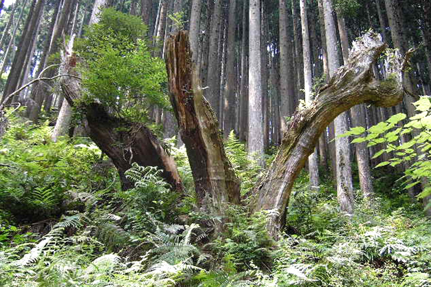  Daisugi Zedern Holz in Kyoto, Japan 