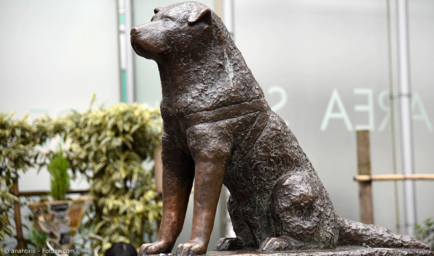 Hachiko Bronzestatue am Bahnhof Shibuya