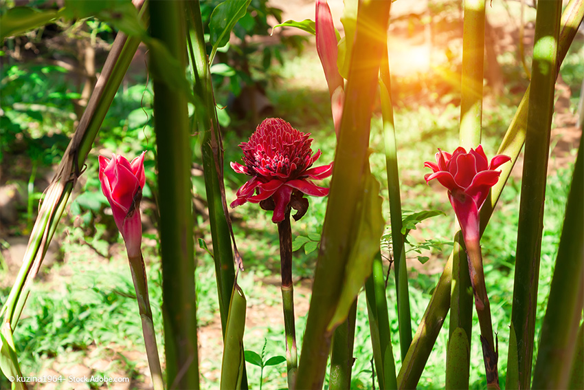 Ingwer - Heilpflanze - Blüte