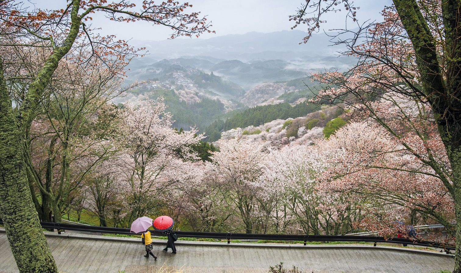 Berg Yoshino Yama in Nara während der Kirschblüte im Frühling mit blühenden Sakura-Bäumen und Wanderern unter Regenschirmen