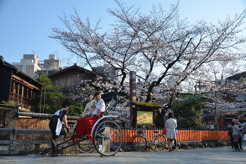 Traditionelle Rikschafahrt im historischen Viertel Higashiyama in Kyoto während der Kirschblüte im Frühling