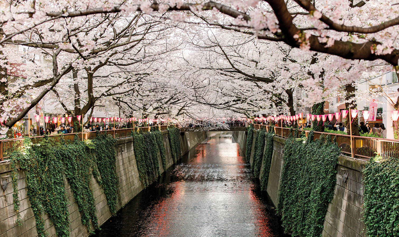 Kirschblüten entlang des Meguro-Flusses in Nakameguro Tokio mit Laternen und Menschen während der Sakura-Saison