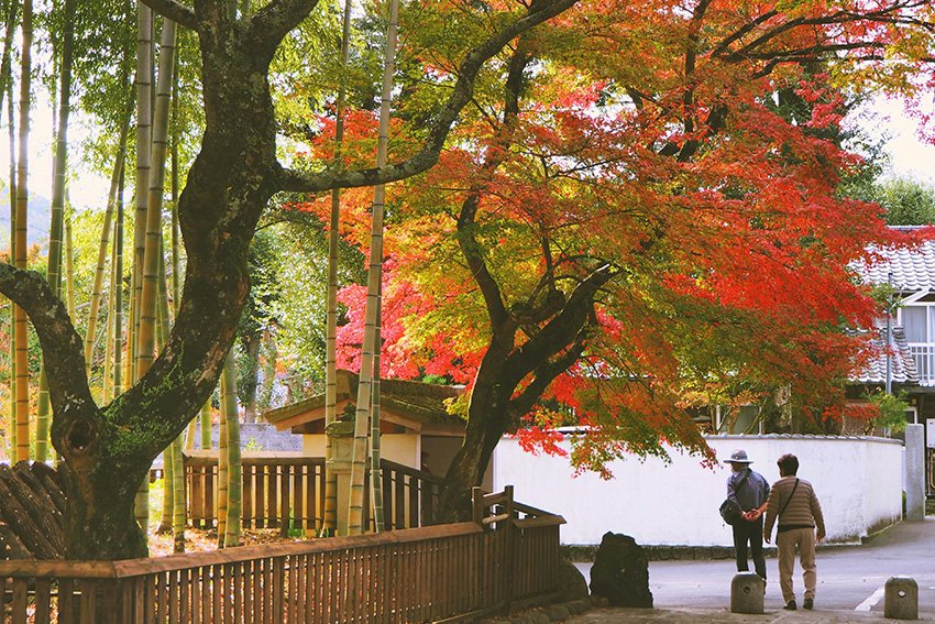 Tempel Shuzenji im Herbst mit Bambus und rot gefärbtem Ahornlaub – ruhige Atmosphäre