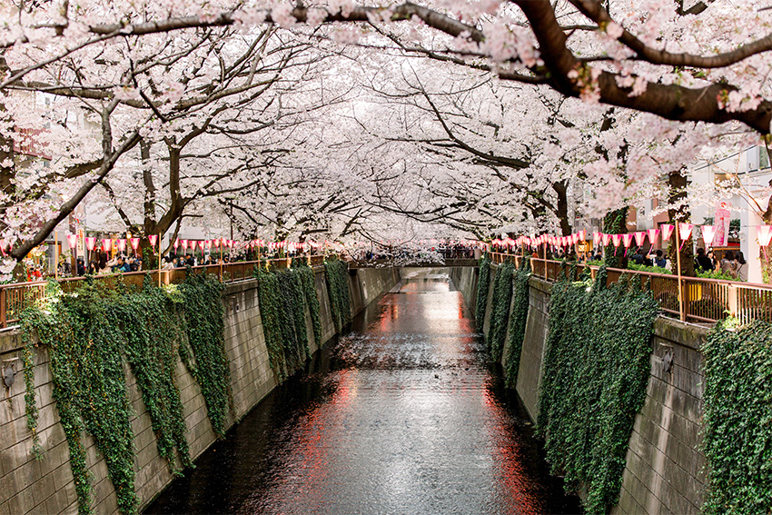 Jahreszeiten Frühling in Japan Kirschblüte Tokio