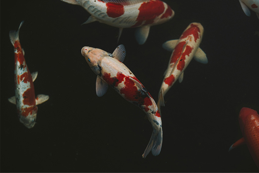 Bedeutung der Tiere in Japan: Koi Karpfen
