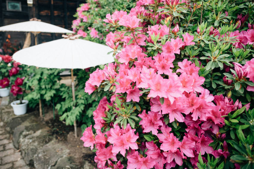 Rosa Azaleenblüten in einem japanischen Garten mit hellem Sonnenschirm im Hintergrund