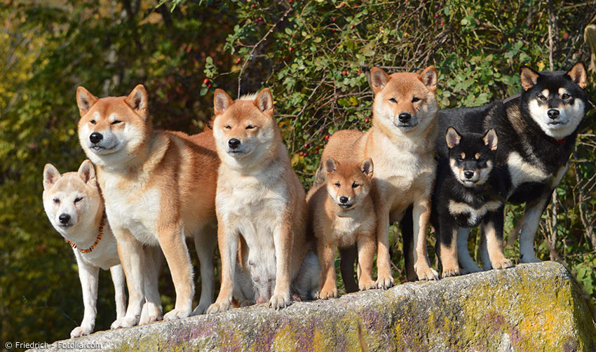 Japanische Hunderassen Shiba Inu Und Co Japanweltde