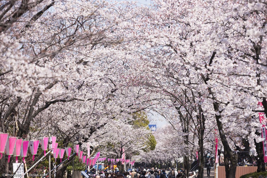 In Japan gibt es nicht nur private Picknicks, sondern auch richtige große Kirschblütenfeste mit Ständen und vielen Menschen, die sich unter den Kirschbäumen versammeln. Eines der größten findet jedes Jahr im Ueno-Park in Tokyo statt.