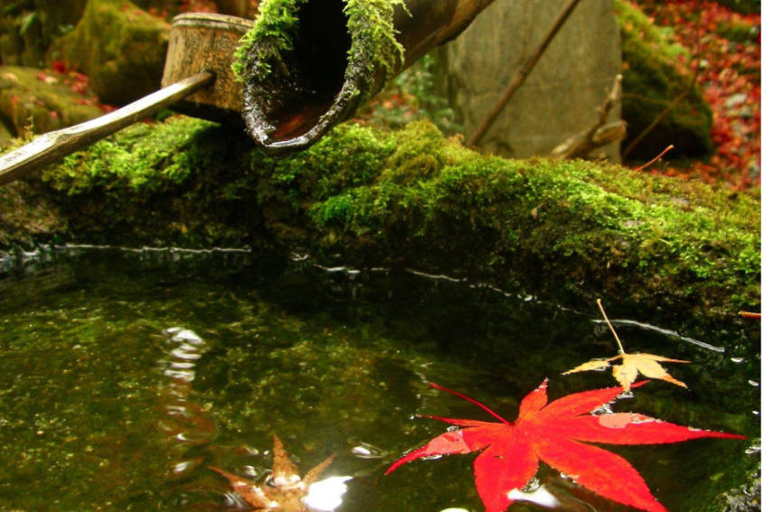 Moosbewachsenes Wasserbecken mit Bambusrohr und rotem Ahornblatt in einem japanischen Garten