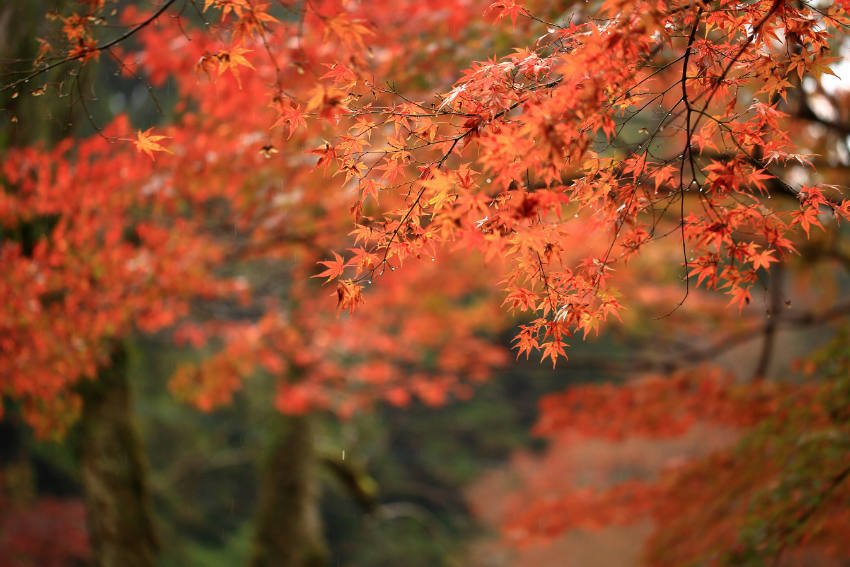 Roter japanischer Ahorn mit Herbstlaub in einem ruhigen japanischen Garten