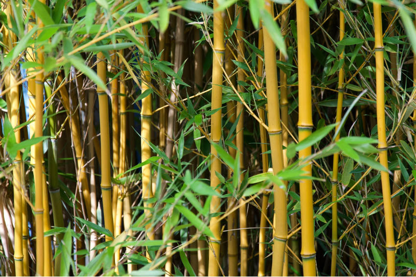 Grüner Bambus mit gelben Halmen als Strukturpflanze in einem japanischen Garten