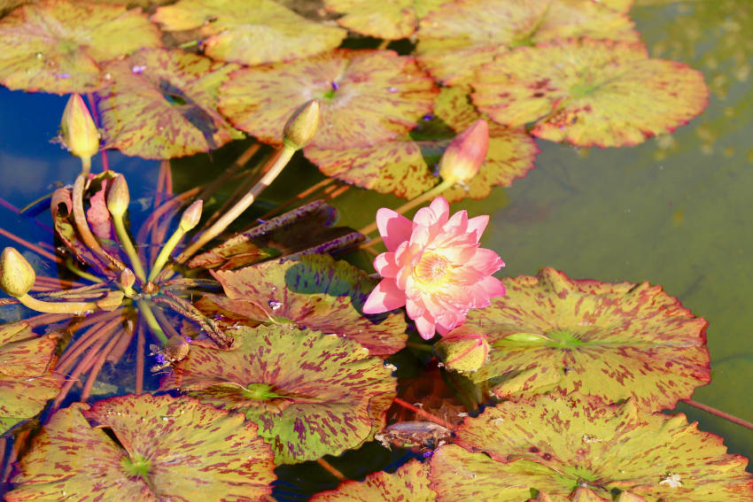 Rosa Lotusblüte und Seerosenblätter auf einer ruhigen Wasserfläche im japanischen Garten