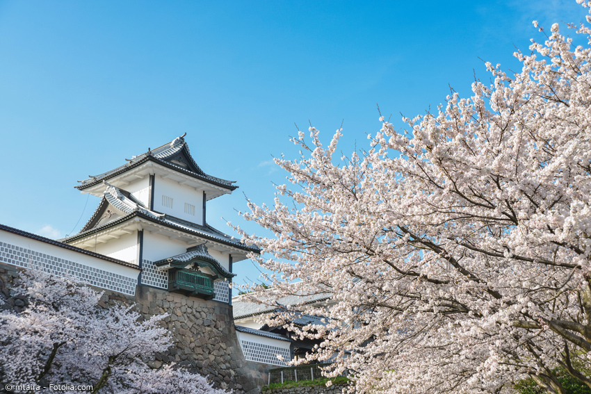 Kanazawa Schloss mit Kirschblüten