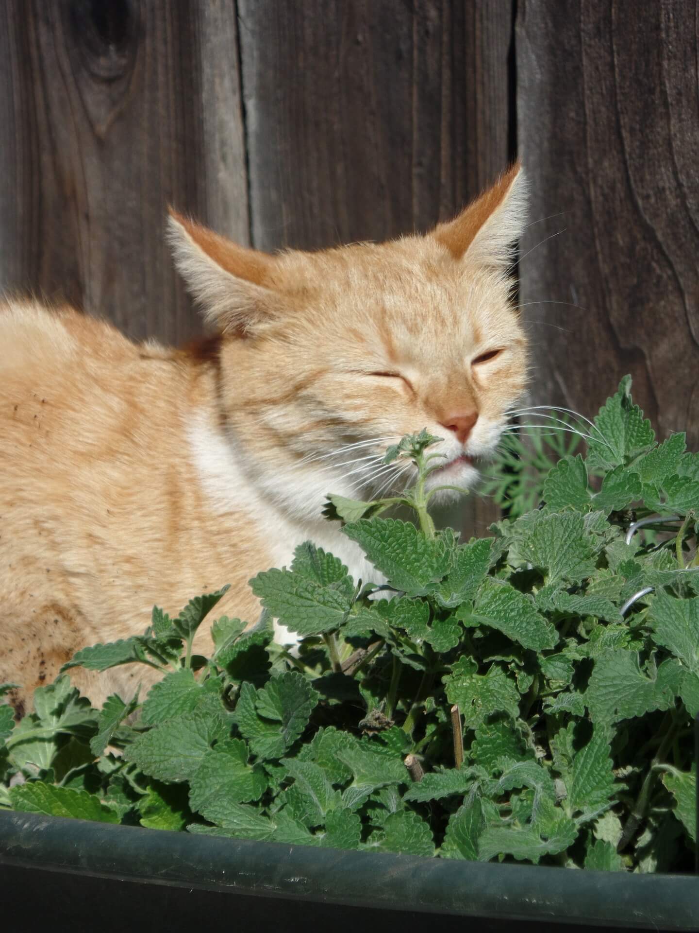 katze-in-katzenminze