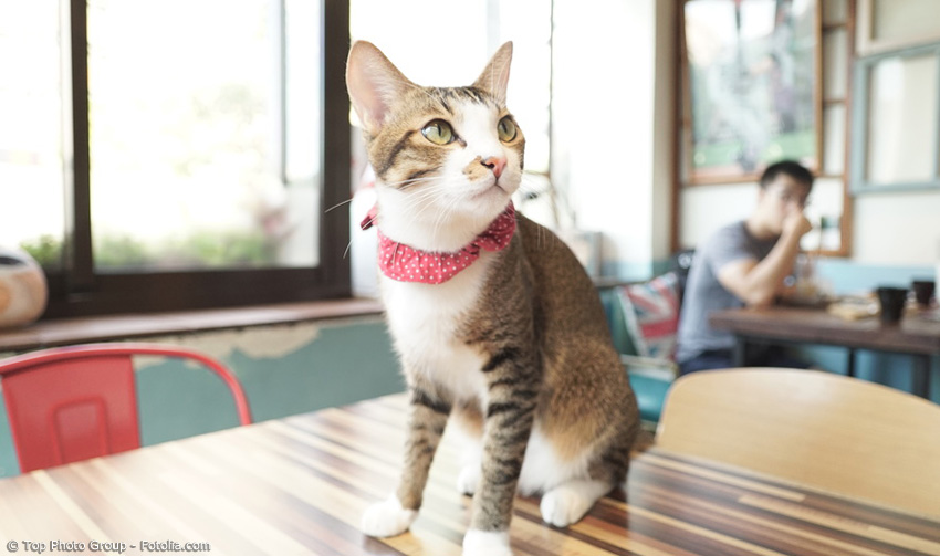 Katze auf Tisch in Neko Café in Japan