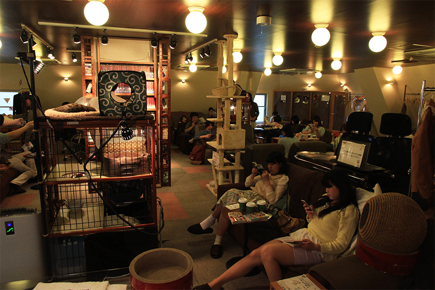 Katzen Cafe – Cat Cafe - Neko Cafe in Tokyo