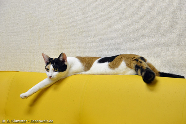 Katzen relaxen in den Cafés genauso wie die Menschen, die sie besuchen kommen.