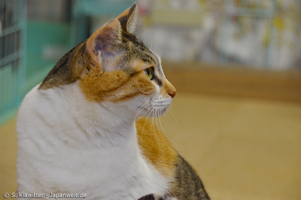 Natürlich sind Katzencafés ein Geschäftsmodell, doch das Wohl der Tiere sollte immer an erster Stelle stehen. Dass es nicht immer so ist, kommt in Japan leider durch Missachtung des Tierschutzes nicht so selten vor, wie man es sich wünscht.