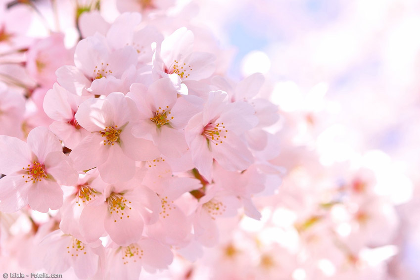 Kirschblüten haben eine besondere Bedeutung in Japan. Sie stehen wie nichts anderes für die vergängliche Schönheit der Natur.