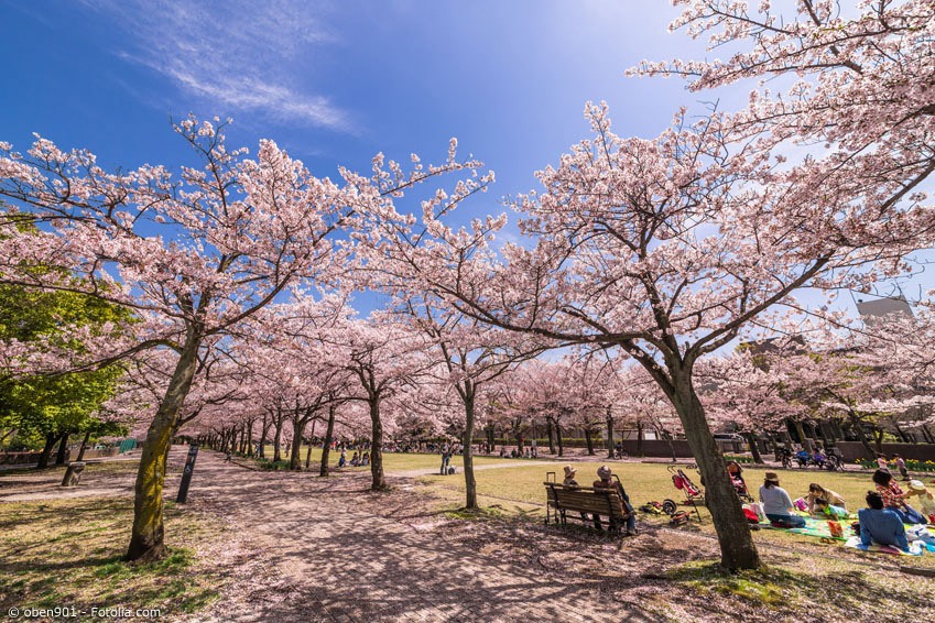 Für ein Hanami - die Kirschblütenschau – trifft man sich in Parks oder Gärten. Wichtigste Utensilien dafür: Eine blaue Kunststoffplane, Bentos und Bier oder Sake.