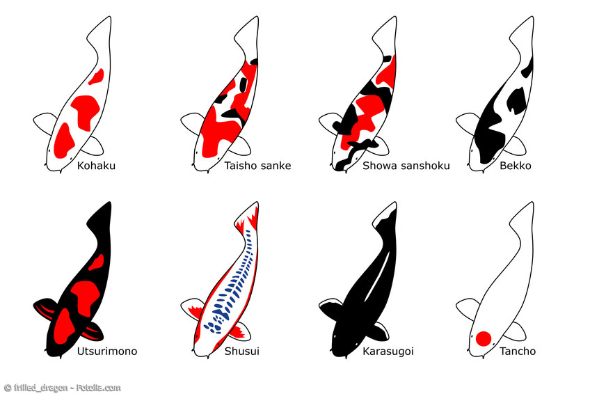 Koi Karpfen gibt es in unterschiedlichen Färbungen und Größen. Gesunde, große Exemplare mit einem ausgezeichneten Muster sind besonders teuer.