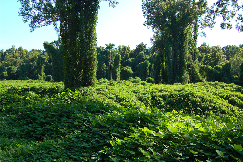 Kudzu Bohne Wirkung und Medizin