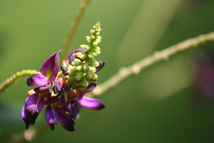 Kudzu Bohne Blüte Wirkung