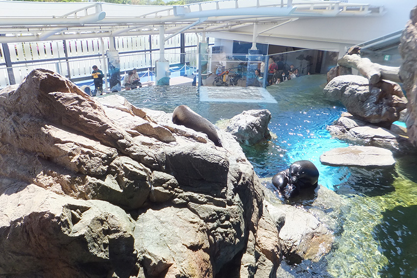 Kyoto Aquarium: naturnahes Außenbecken mit Seebären-Anlage Felsige Seebären-Anlage im Kyoto Aquarium mit Wasserbecken und Besuchern im Hintergrund