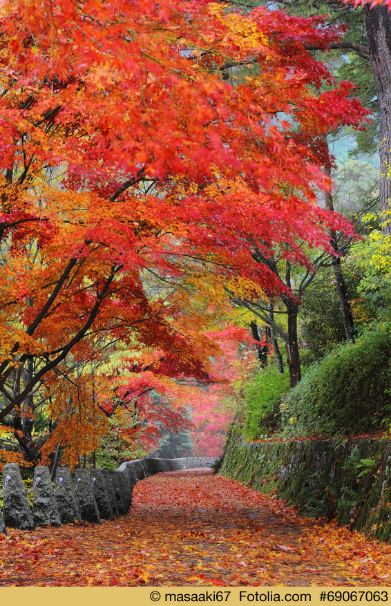 Japanischer Herbstspaziergang