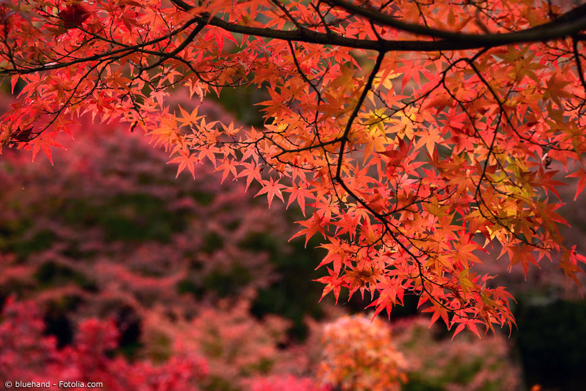 Sowohl in der freien Natur als auch in speziell angelegten Parks kann man den japanischen Herbst in seinem vollen Glanz genießen.