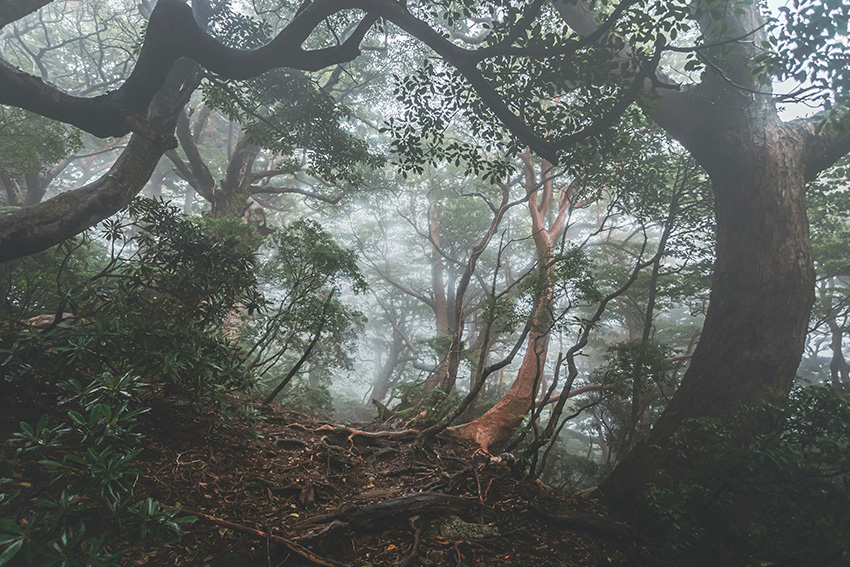 Moosbedeckter Zedernwald im Yakushima-Nationalpark bei feuchtem Nebelwetter