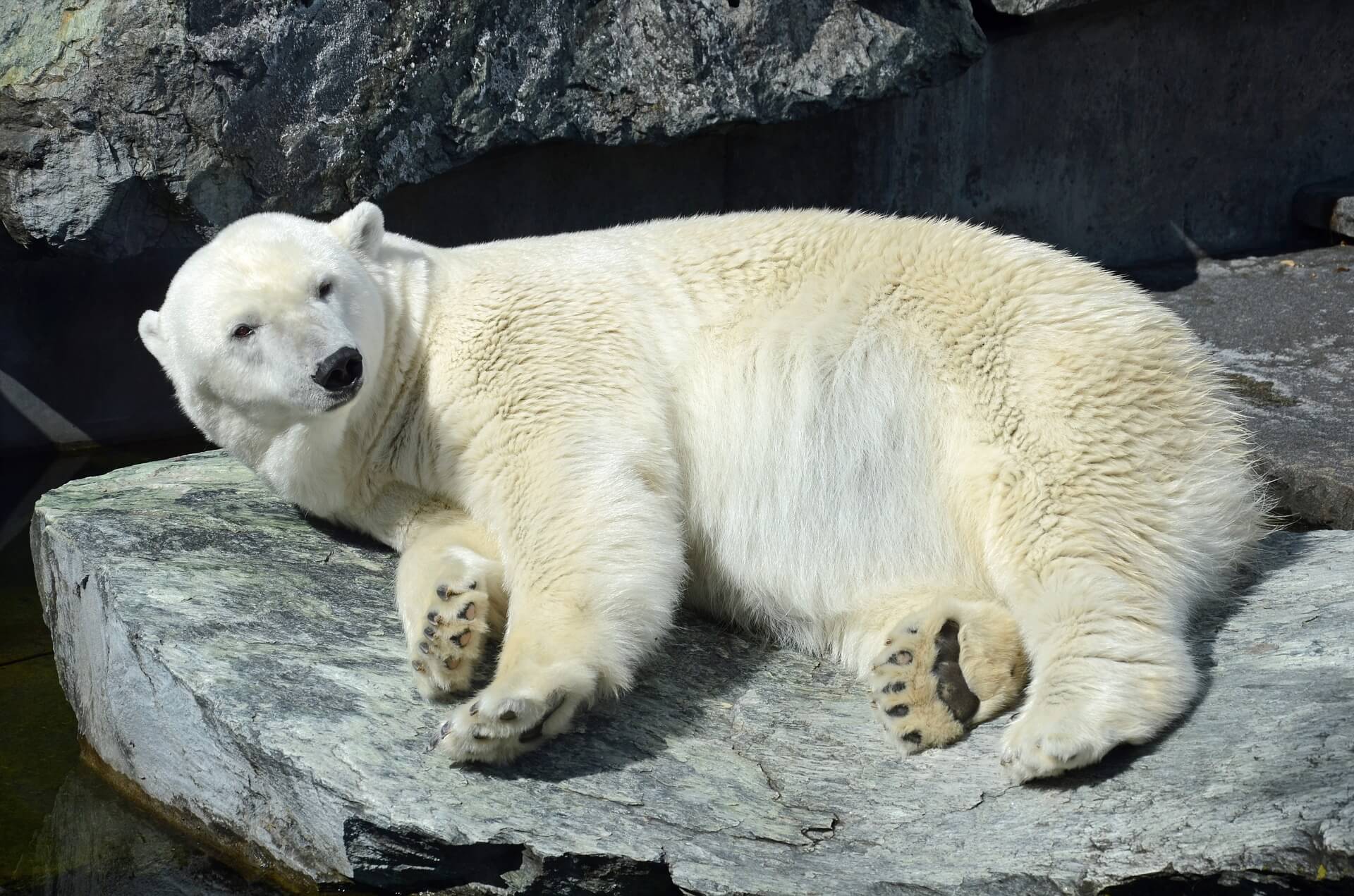 polar-bear-stein