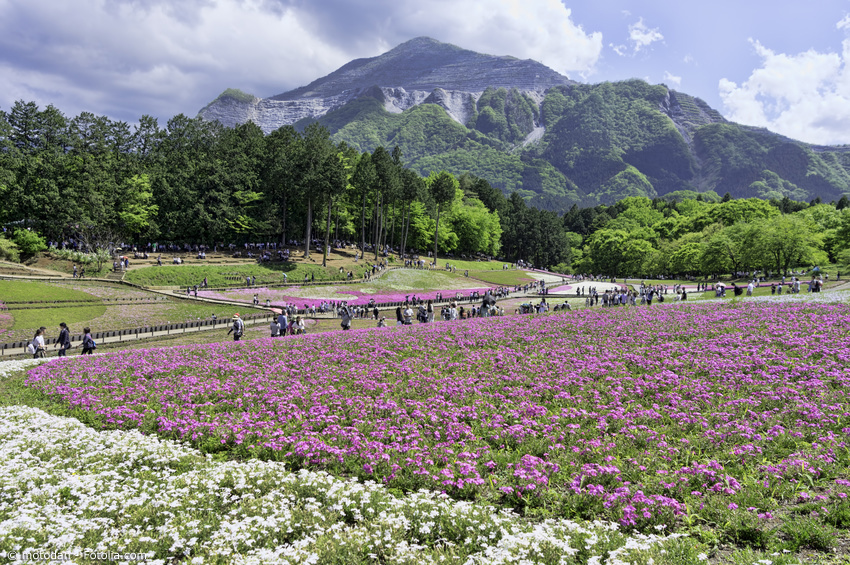 Blumenfeld in Saitama vor Bergen