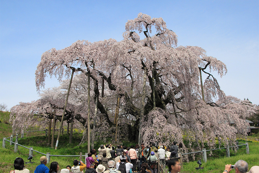 Sakura-Baum – japanische Kirschblüte Zierbaum