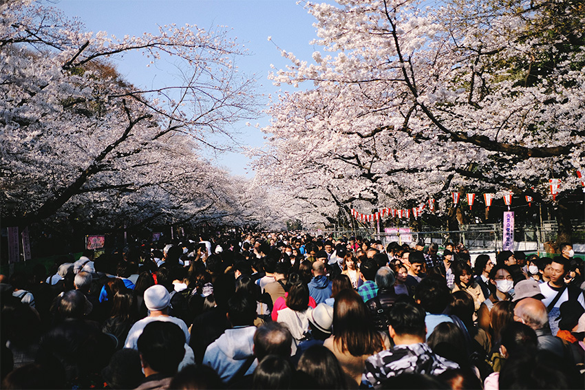 Sakura Kirschblüten Festival in Tokio