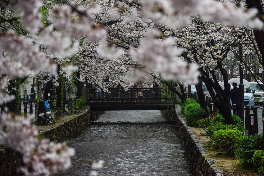 Sakura – japanische Kirschblüte in Kyoto, Japan